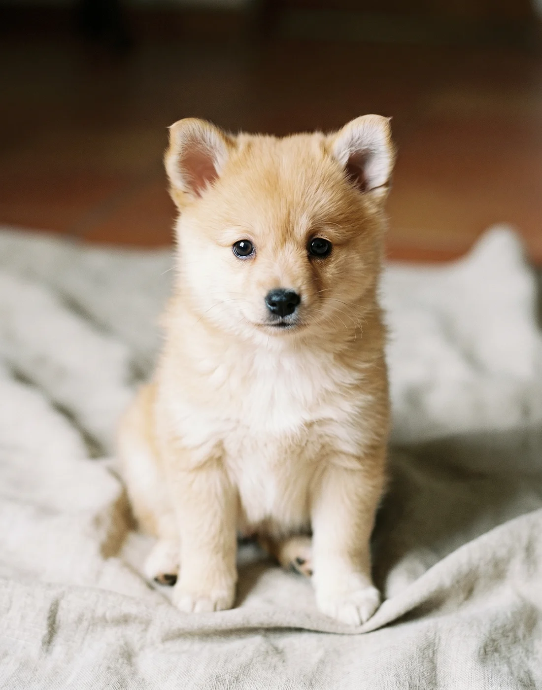 Un caniche miniature abricot et un Spitz nain blanc posés côte à côte sur un parquet clair, lumière naturelle latérale d’une fenêtre, cadrage serré à hauteur de chien.